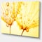 Designart - Dandelion Seeds with Water Drops - Floral Canvas Art Print